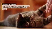 Comprenez vous votre chat ? Décryptez leur langage !