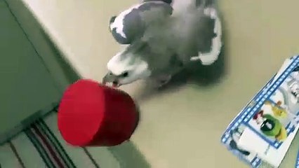 Les oiseaux sont pire que les chats quand il s'agit de faire des bê !