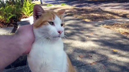 Télécharger la video: Ce chat errant vient me voir tous les jours au travail !