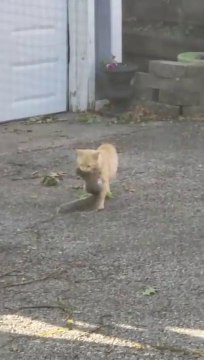 Chasse d'un écureuil par un chat.. gros suspens !