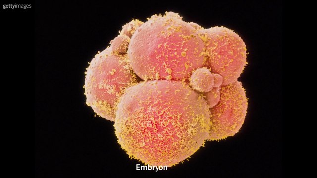 Bébés OGM - L'édito carré