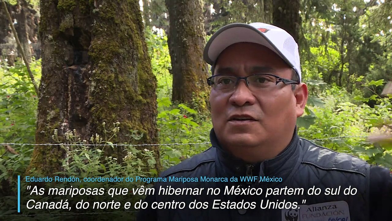 Voando pelas fronteiras