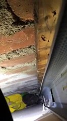 Ils entendent des bruits dans le mur... regardez ce qu'ils y trouvent