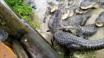 Quand 1000 alligators débarquent pour le diner