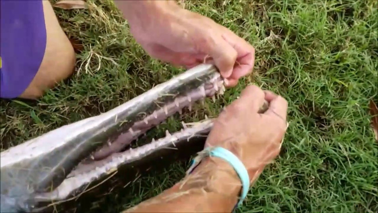 Il attrape un énorme poisson dans un petit canal brochet alligator