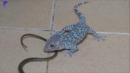 Voilà ce que vous pouvez trouver dans votre chambre en indonésie