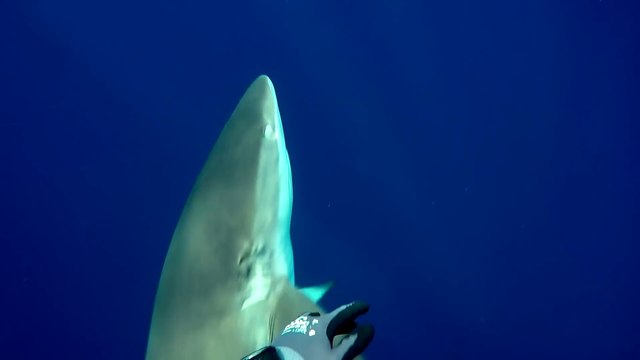 Ce plongeur se fait chasser par un requin au large de Ascension Island