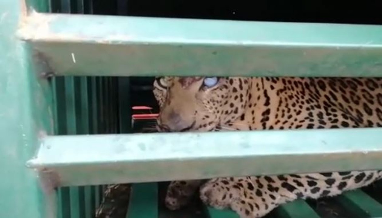 ஆடுகளை கொன்று வந்த சிறுத்தை சிக்கியது