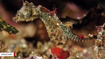 This Exquisite Seahorse Discovered In Japan Is The Size Of A Jelly Bean