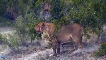 4 Lions vs Hyena   Group Hyena Save Baby Hyena From Lion attack, Zebra vs Hyena