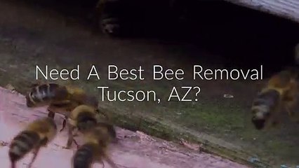 OCP Bee Removal in Tucson, AZ