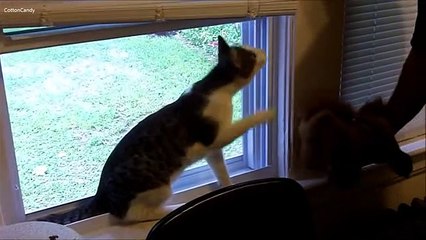 Cats Vs Stuffed Animals