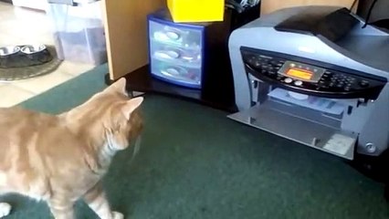 fall short and funny animal collection videos