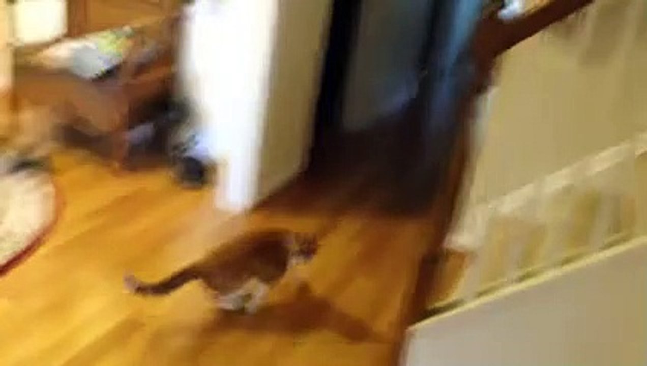 Jumping Spider vs Cat! Freakout