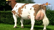 كيف تنتج البقرة 25 كيلو جرام من اللبن يوميا .. سبحان الله