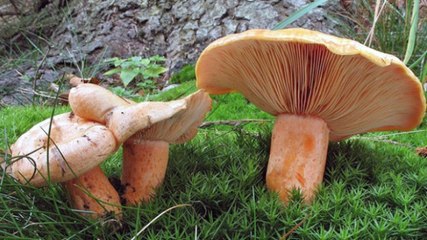 Bilmediğiniz Mantarı Yemek Rus Ruleti Oynamaktan Daha Tehlikeli