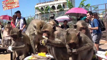 Cheeky monkeys jump onto photographer's head