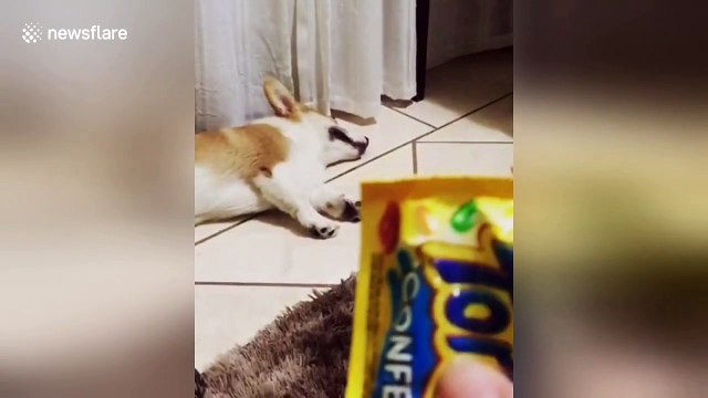Dog wakes up when he hears the sound of snacks