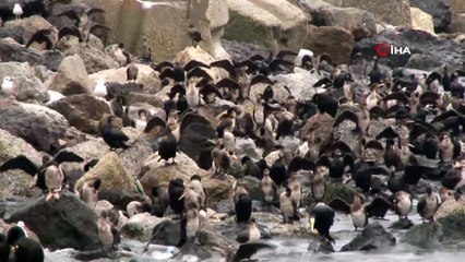 Yüzlerce kuş fırtınadan korunmak için dalgakıranın arkasına sığındı