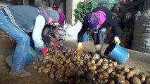 Sertifikalı Ahlat patatesi tohumları yurt dışı pazarında - BİTLİS