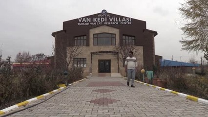 Van Kedisi Üreme Oranında Artış