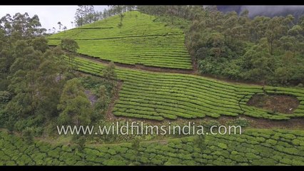 Eravikulam National Park in Idukki Kerala- home of Nilgiri Tahr and Neelakurinji