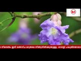 കുറിഞ്ഞി വസന്തം ഇനി രണ്ടാഴ്ച മാത്രം