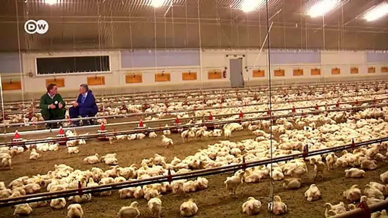 Die zwei Leben des Hühnchens | Made in Germany