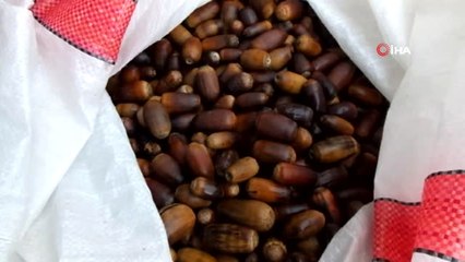 Balıkesirli Öğrenciler Yeşile Katkı İçin Palamutları Toprakla Buluşturdu