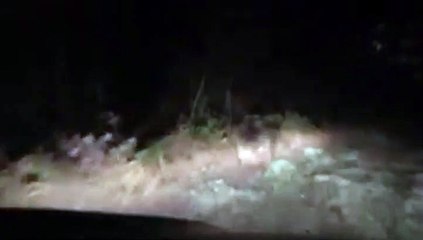 Ayıları önce kovaladı, sonra özür dileyerek bal verdi