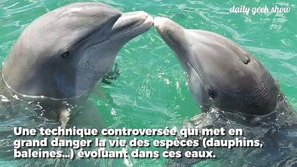 Ces nouvelles décisions de Trump mettent  la vie de nombreux animaux marins en danger