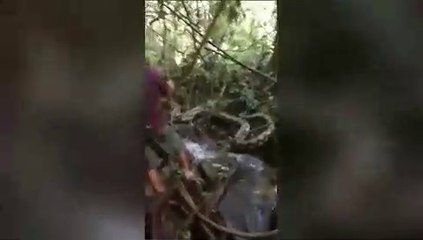 Python caught after it wrapped itself around a fisherman’s ankle