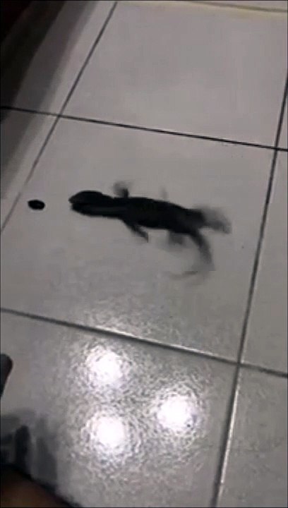 Un lézard en galère pour attraper son insecte.. Fichu carrelage!!!
