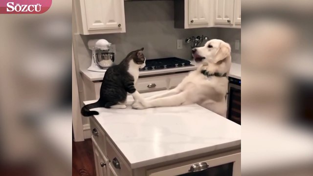 Kedi ve köpeğin sevimli halleri izleyenleri güldürdü