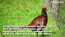 Des millions d’animaux élevés en France pour la chasse récréative