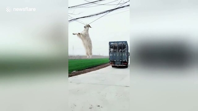 Goat hangs from power line by its horns after jumping from transport lorry