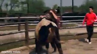 Chinese martial arts experts wrestle with bulls using the 'explosive power' of kung fu