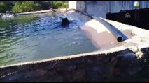 Havuza düşen domuzu itfaiye kurtardı - MUĞLA