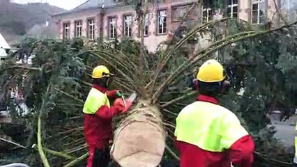 Le sapin de Noël de Thann est tombé