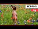 Adorable rescue Dog hops around the house like a kangaroo | SWNS TV