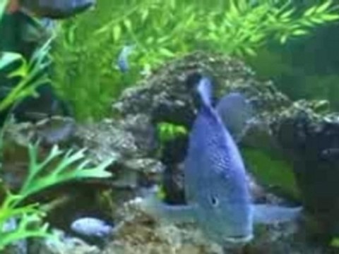 Notre aquarium 460 litres de cichlidés