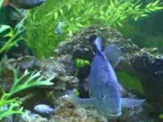 Notre aquarium 460 litres  de cichlidés