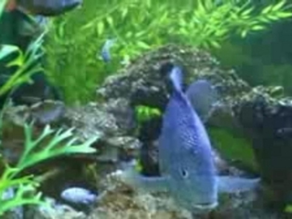 Notre aquarium 460 litres  de cichlidés