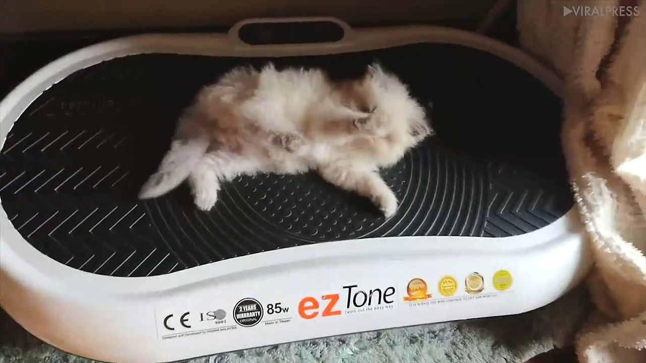Kitty Tries Exercise Machine