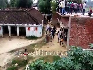 Leopard attack in Gorakhpur, India: people pile onto roof-tops to see the tamasha