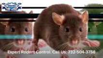 Mice Rats Rodent Control Holiday City Silver Ridge Park NJ 732-504-3758 Ozane.com