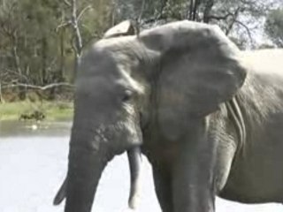 Nazinga (Burkina Faso), territoire des éléphants