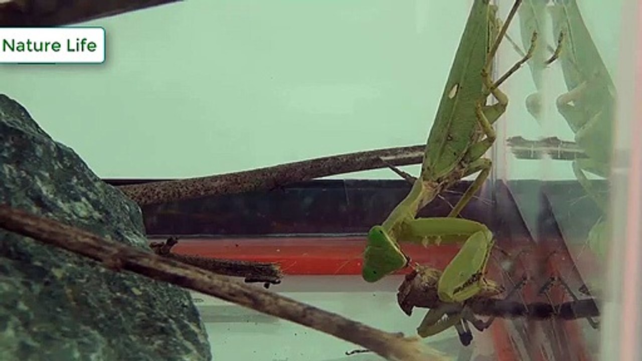 Mantis vs sauterelles noires - La façon dont la mante prédique