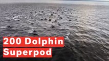 Watch Incredible Moment Superpod Of Dolphins Frolic Near Ferry