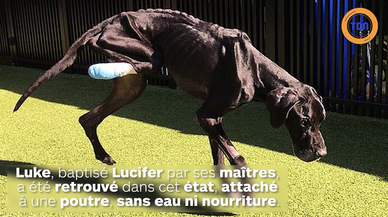 Ce chien affamé est contraint de manger sa patte...